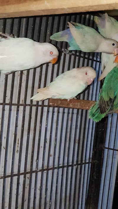 albino red eye black eye 03447884589