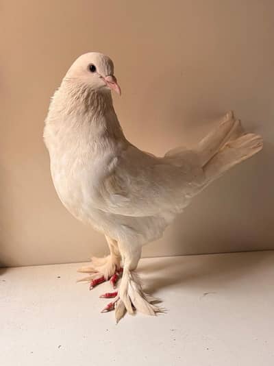 Sherazi Pigeon Breeder Pair A++ Quality