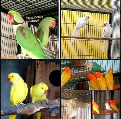 love birds 0301.3130804