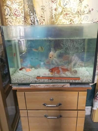 I want sale my Fish Aquarium . . because I don't have time
