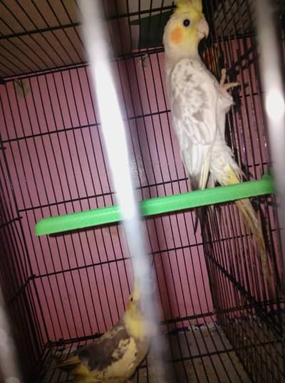 cocktail confirme pair for sale