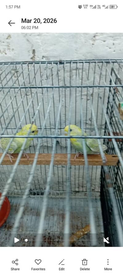 2 rainbow spangle female