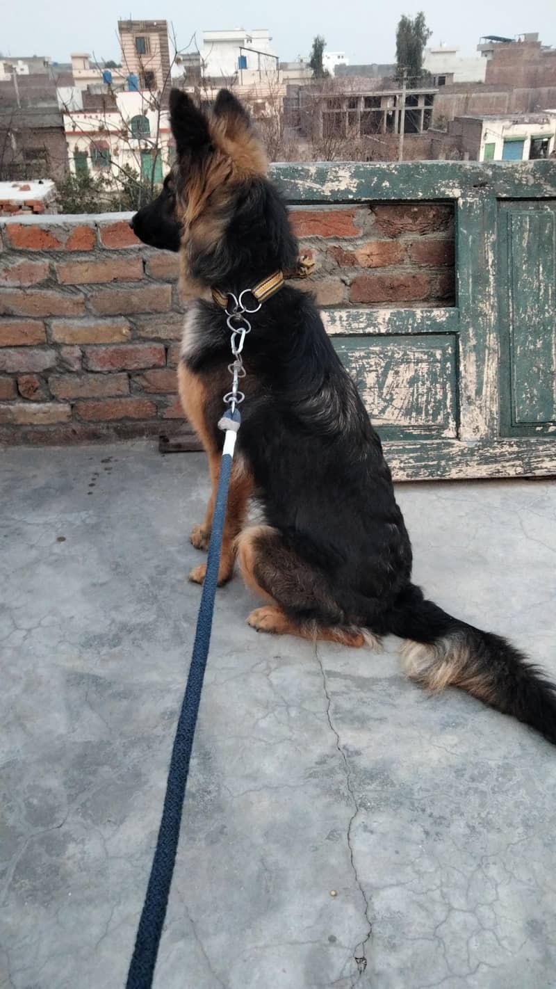 German shepherd double code 1