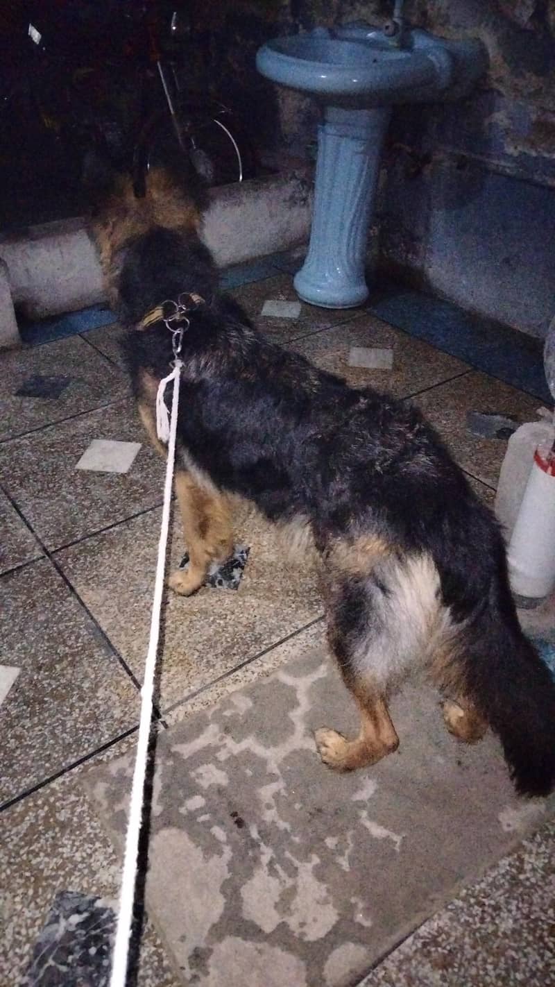 German shepherd double code 2