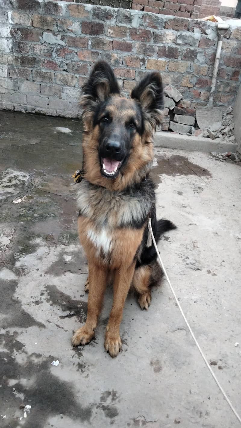 German shepherd double code 3