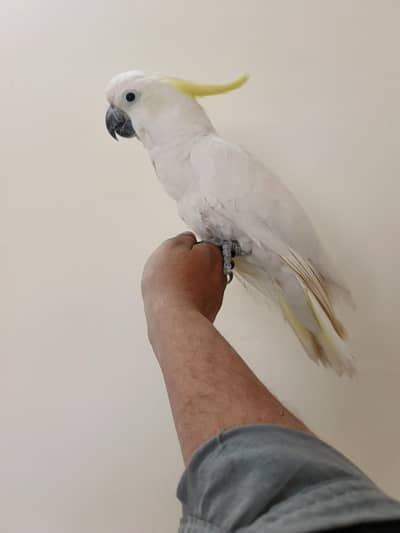 Hand Tamed Female Cockatoo