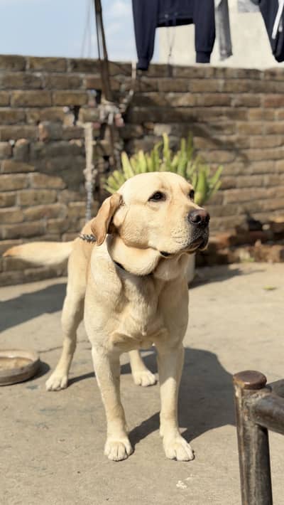American Labrador Retriever
