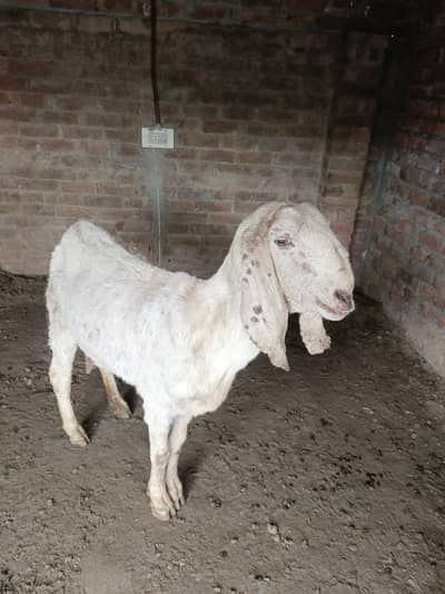 4 dant Mein bakri hai