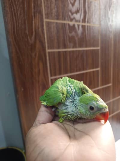 green ringneck chick