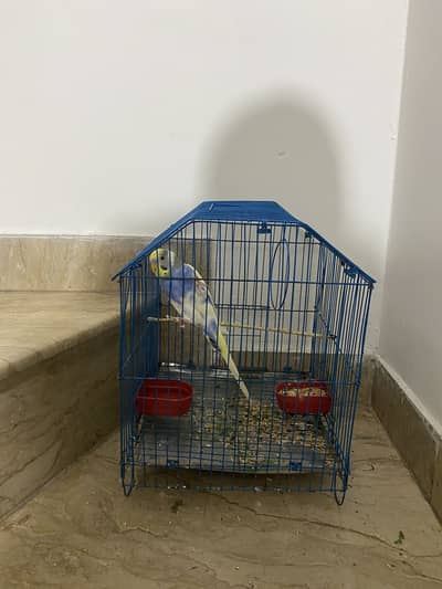 Australian parrot hand tame