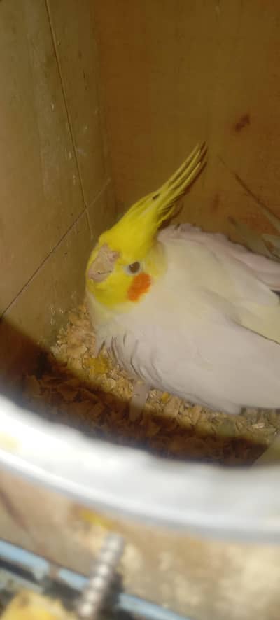 cocktail 100% confirm breeder pair