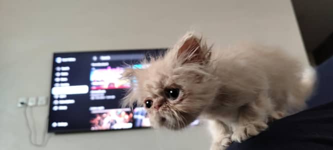 Peki Piki Peke Pikki Piky Pikky Kitten / Cat