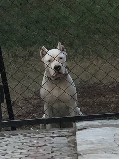 Dogo Argentino