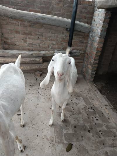 4 dant Mein Bakri Hai Phool Gulabi rajanpuri 03081454443