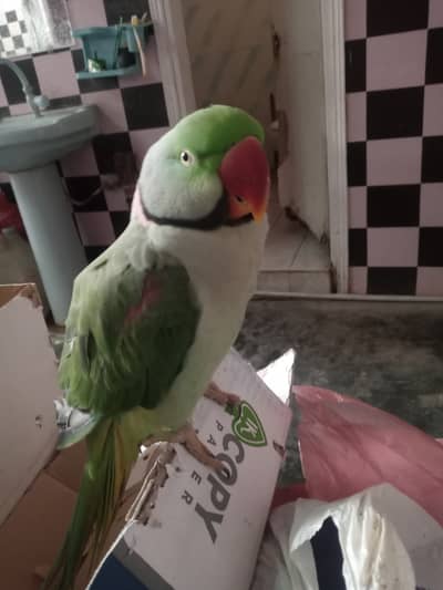 Rs 25000 Pahari green