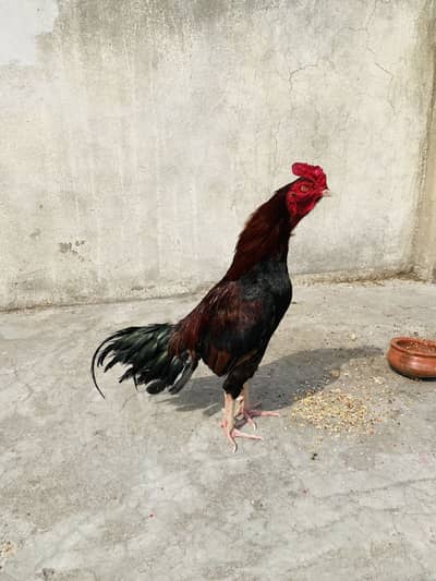 Aseel murga best quality