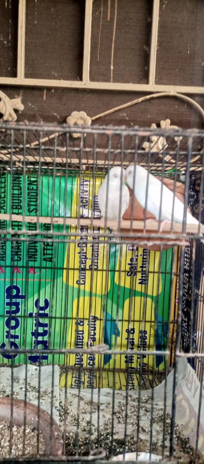 red-eye breader pairs for sale active and healthy