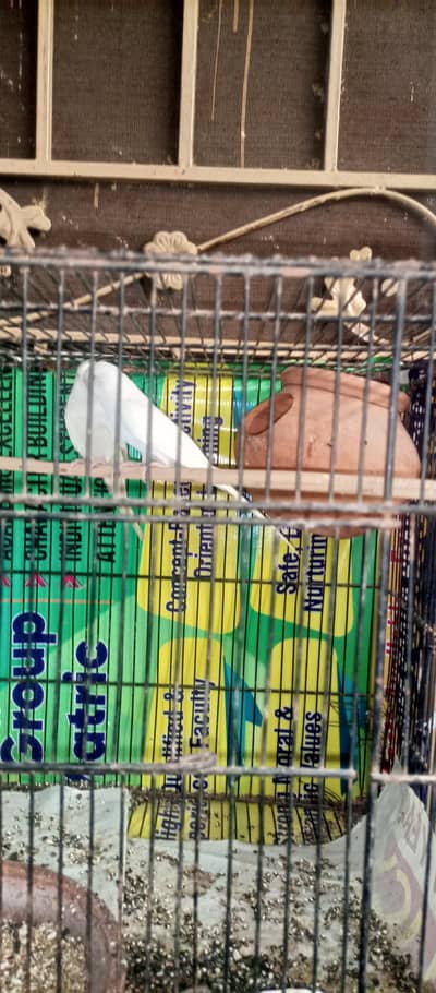 red-eye breader pairs for sale active and healthy