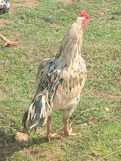 Pure Aseel for sale contact 03318540982