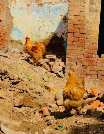 golden heavy buff paire eggs lying for sale(qila ahmad abad) 11k final