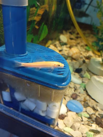  Healthy Chinese Algae Eater – Perfect for Aquarium Cleaning!