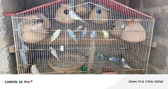 Budgies for Sale 
