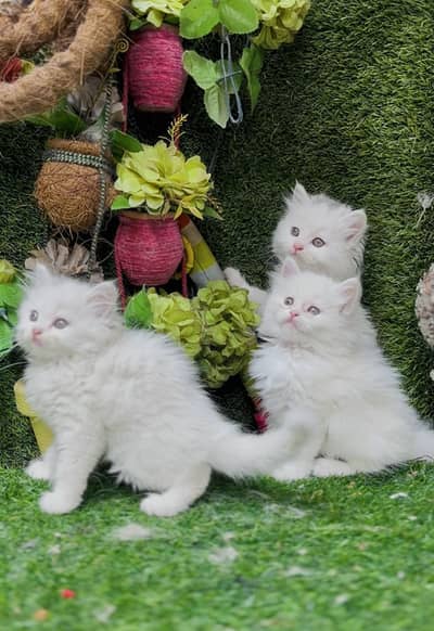 persian Kittens with accessories on big discounts