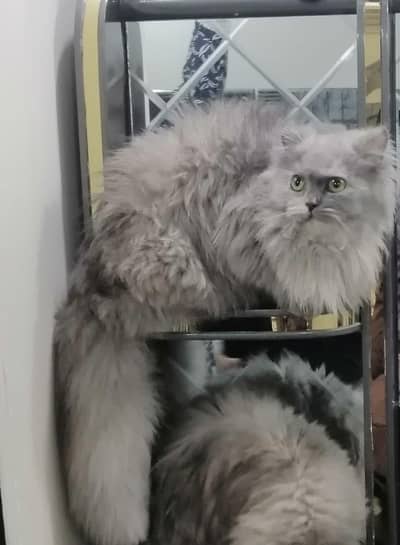 Persian Female cat semi punch