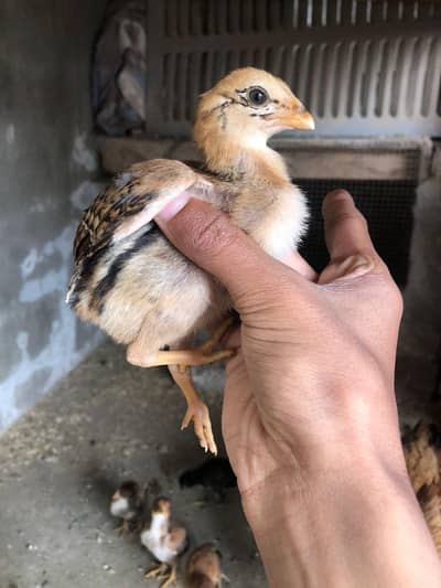 20 days Aseel chicks. pair price 1500  healthy and active