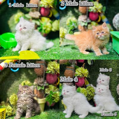 perisan cats with accessories on big discounts