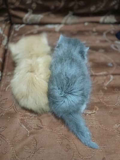 Punch face triple cot kitens