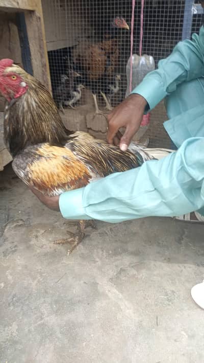 aseel male for sale active piece