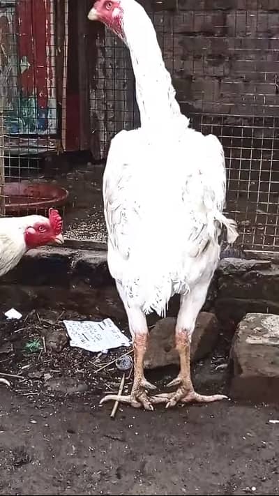 Aseel Boska male White Shamo Aseel female