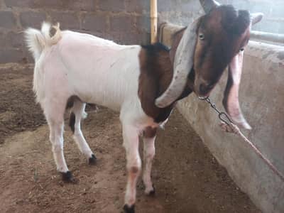 Bakra For 2026 Qurbani