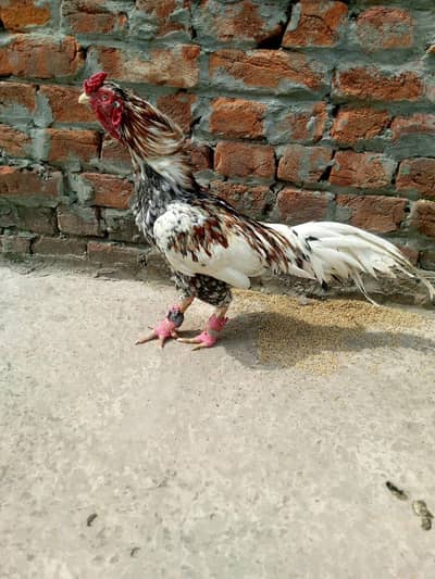 outclass amroha aseel