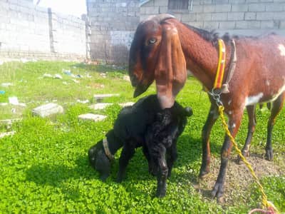 nagri goat with male kid