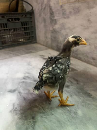 Shamo aseel healthy and active chicks for sale