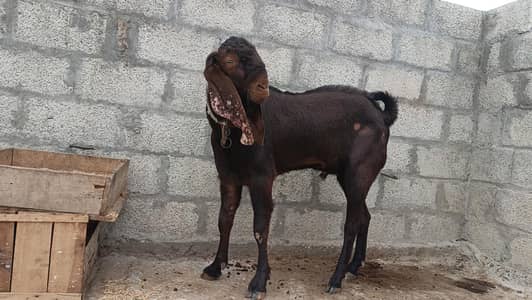 nagra breeder quality for sale 2 dant