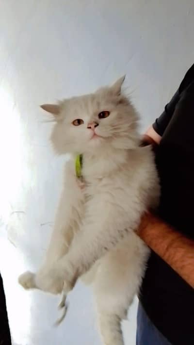 very beautiful Mal full tarn ha vakcenash krwaiy ha Baron eyes ha