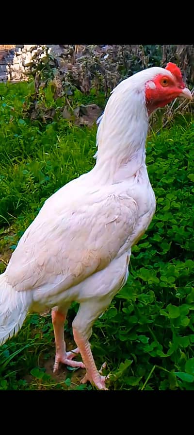 Aseel Heera paper white