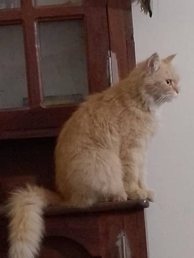 Beautiful PersianCat for Sale - Active and Healthy