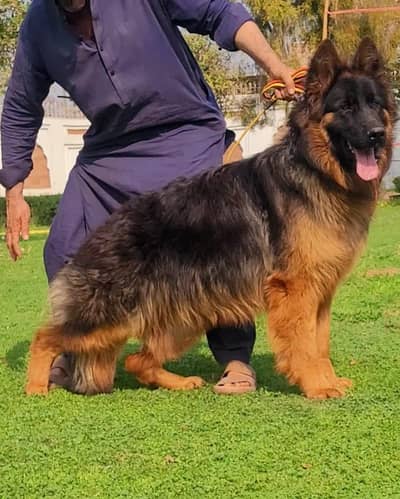 long coat Garman shepherd male for sale