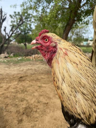 Aseel murgha for sale