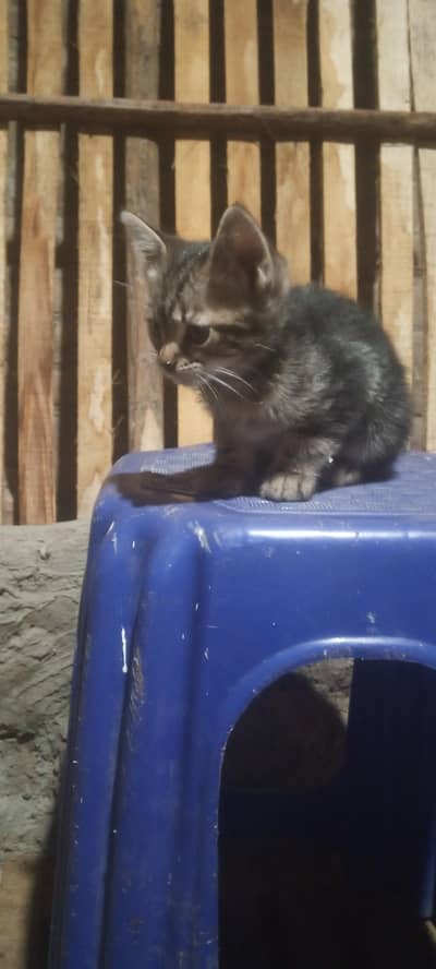 4 kityen baby one female 3 male