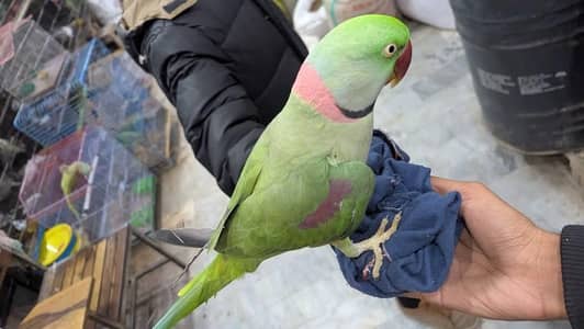 raw parrot male