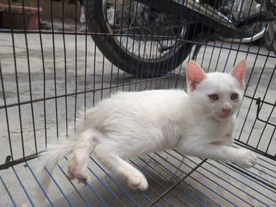 for sale per kitten 4500