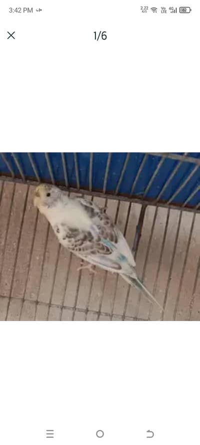 budgie for sale