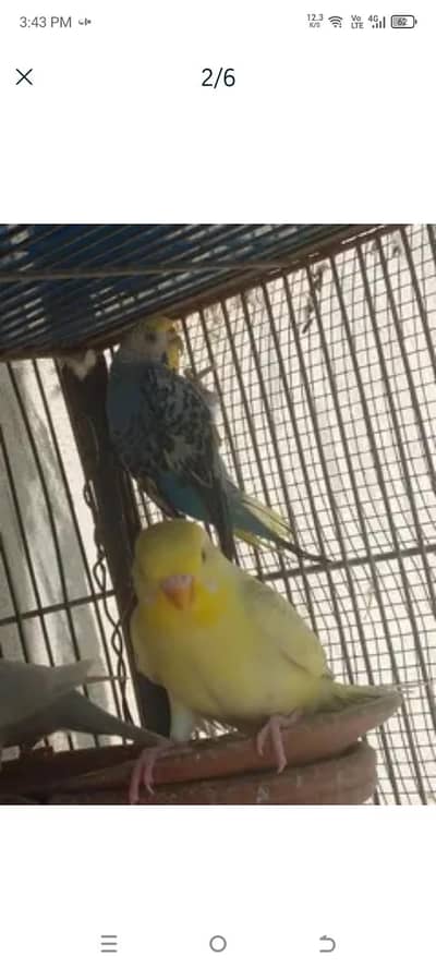 budgie for sale
