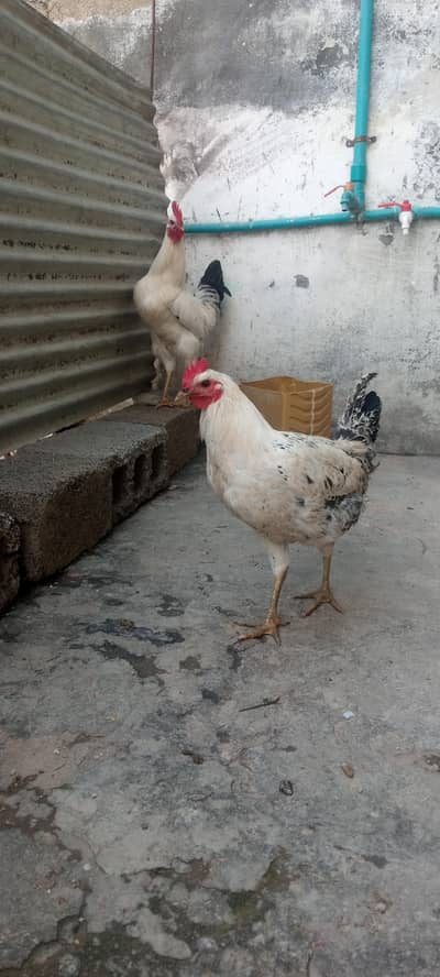 ‎2 Golden  murghay for sale