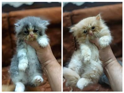 Punch face triple cot kitens